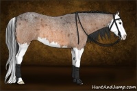 Horse Color:Buckskin Roan Splash 