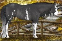 Horse Color:White Spotted Black Splash Rabicano 
