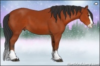 Horse Color:Bay Sabino Splash 