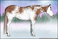 Horse Color:White Spotted Chestnut Splash Rabicano 
