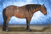Horse Color:Bay Sabino  Brindle