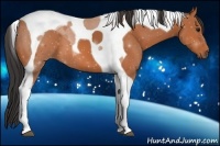 Horse Color:Bay Tobiano