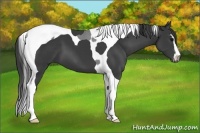 Horse Color:Black Sabino Tobiano