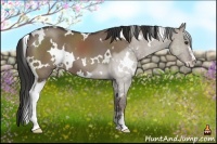 Horse Color:White Spotted Liver Red Dun Sabino 