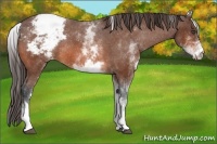 Horse Color:White Spotted Bay Appaloosa Rabicano
