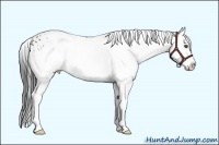 Horse Color:White Spotted Buckskin Splash 
