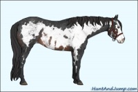 Horse Color:Brown Sabino Frame Appaloosa Rabicano