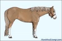 Horse Color:Palomino Sabino