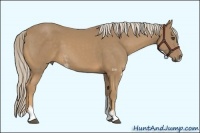 Horse Color:Palomino Sabino