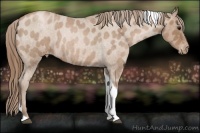 Horse Color:Blue Roan Pearl Tobiano Appaloosa 