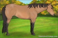 Horse Color:Buckskin Rabicano 