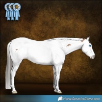 Horse Color:Classic Champagne Splash Tobiano 