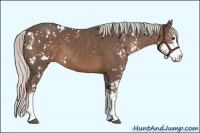 Horse Color:Silver Black Sabino
