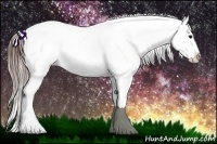 Horse Color:Brown Appaloosa