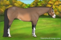 Horse Color:Buckskin Sabino