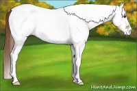 Horse Color:White Spotted Chestnut Rabicano