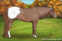 Horse Color:Chestnut Sabino Appaloosa 