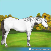 Horse Color:Smoky Black Sabino Tobiano Frame Blanket