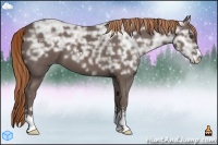 Horse Color:Liver Chestnut Ice Sabino 