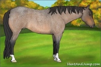Horse Color:Buckskin Roan