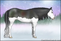 Horse Color:Black Splash