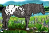 Horse Color:Liver Chestnut Appaloosa