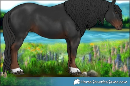 Horse Color:Liver Chestnut