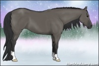 Horse Color:Grullo 