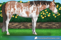 Horse Color:Bay Sabino 