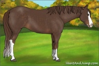 Horse Color:Liver Chestnut Splash
