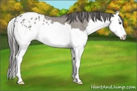 Horse Color:Grullo Sabino Splash Appaloosa 