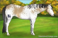 Horse Color:White Spotted Buckskin Dun 