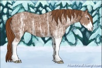 Horse Color:Chestnut Ice Sabino 