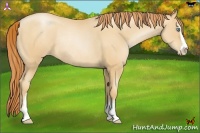 Horse Color:Amber Champagne Pearl Sabino Rabicano 