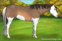 Horse Color:Buckskin Roan Splash 