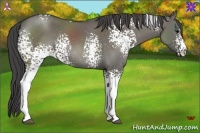 Horse Color:White Spotted Smoky Grullo 