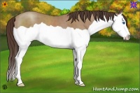 Horse Color:Classic Champagne Splash 