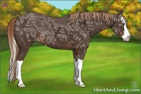 Horse Color:Liver Chestnut Ice Splash 