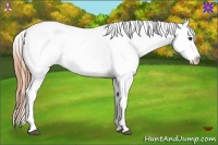 Horse Color:White Spotted Bay Appaloosa