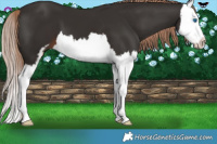 Horse Color:Liver Chestnut Sabino Splash