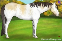 Horse Color:White Spotted Amber Champagne Dun Rabicano 