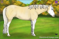 Horse Color:Palomino Sabino Splash Rabicano 