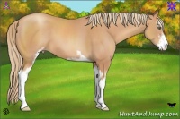 Horse Color:Gold Champagne Sabino