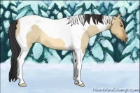 Horse Color:Buckskin Roan Dun Tobiano