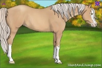 Horse Color:White Spotted Silver Sable Champagne Roan Splash Rabicano