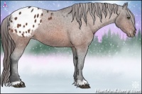 Horse Color:Bay Appaloosa