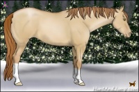 Horse Color:Red Dun Pearl