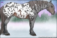 Horse Color:Brown Appaloosa 