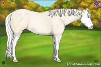 Horse Color:Gold Cream Champagne Pearl Dun Splash 