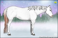 Horse Color:Bay Dun Sabino Snowcap